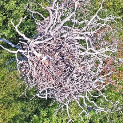 В Нижне-Свирском заповеднике с помощью квадрокоптера сфотографировали гнездо скопы