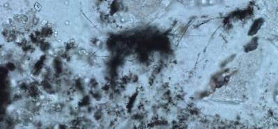Найдены самые древние ископаемые микробы: им 3,42 млрд лет
