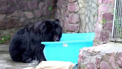 Ванна карпов и ледяной торт: Московский зоопарк придумывает способы охлаждения