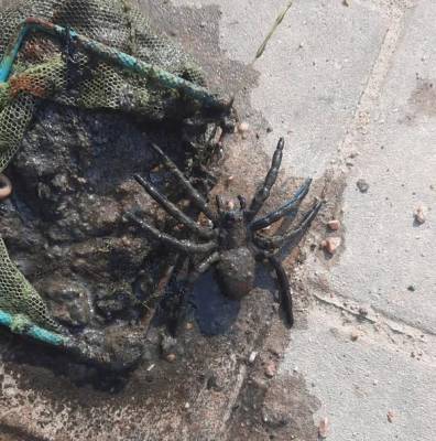 «Резиновый паук, ключи, болты»: Фонтан в Кировске снова пришлось очищать от мусора — фото