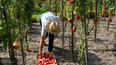 Специалисты рассказали, как ухаживать за томатами в июле
