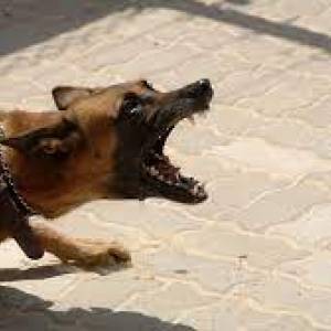 В Запорожской области на женщину напала собака