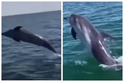 Плескались возле людей: одесский пляж посетили дельфины, видео