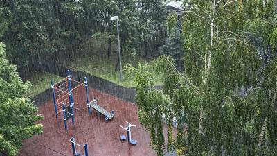 В Москве сильный ветер повалил 20 деревьев