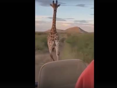 Разъяренный жираф преследует туристов: устрашающее видео напугало пользователей Сети