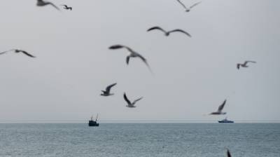 Сотрудник РАН назвал возможную причину массовой гибели птиц в Приморье