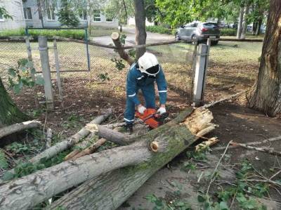 В Ульяновске за неделю снесли 20 аварийных деревьев