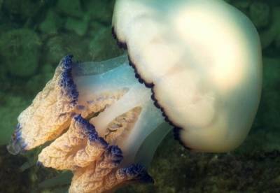 Почему медуз в Азовском море стало так много: гидробиологи дали ответ
