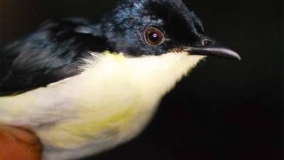 Новый вид птиц обнаружили ученые в горах Новой Гвинеи