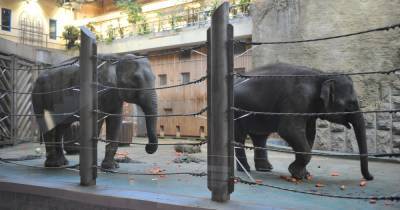 Довольные ливнем слоны в Московском зоопарке попали на видео
