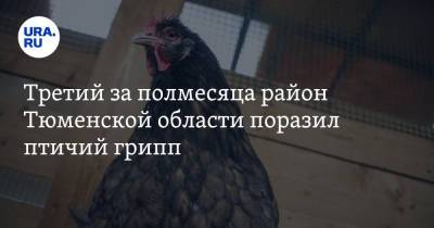 Третий за полмесяца район Тюменской области поразил птичий грипп
