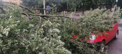Во время грозы в Петрозаводске дерево упало на машину (ФОТО)