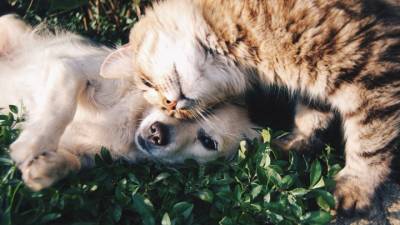 В Кировской области началась вакцинация кошек и собак от COVID-19