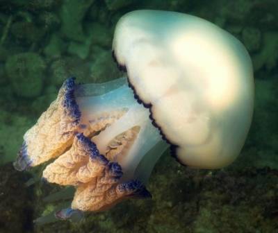 Ученые объяснили, почему в Азовском море стало так много медуз