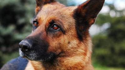 Служебная собака по кличке Есения отыскала пропавшего школьника в Петербурге