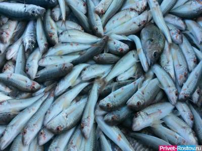 Массовая гибель рыбы зафиксирована в Ростовской области