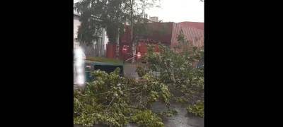 Еще одно дерево упало в Петрозаводск в момент разгула стихии (ВИДЕО)