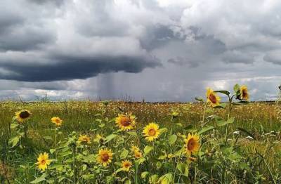 Штормовой ветер с дождями: Антициклон разделит Украину, в каких областях погода ухудшится