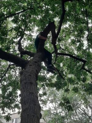 Молодого человека, который залез на дерево в Череповце, снимали спасатели