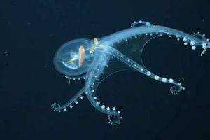 В океане обнаружили "стеклянного" осьминога