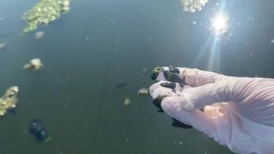 В реке Ижора из-за аномальной жары в Петербурге отмирают водоросли