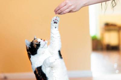 Как научить кошку «давать пять»?