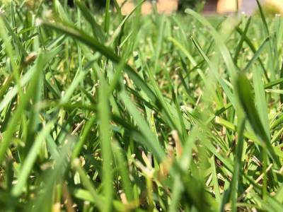 Дерматолог предупредила, чем высокая трава опасна для дачников