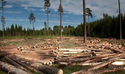 Лесной попечительский совет запретил продавать древесину из Иркутской области из-за незаконной вырубки