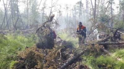 В России за сутки ликвидировали 115 лесных пожаров