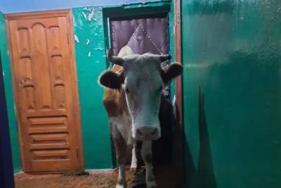 Ветврачи спасли корову Варю, которая оказалась на втором этаже жилого дома в Балее