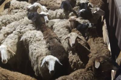 В Хабаровске задержали стадо овец