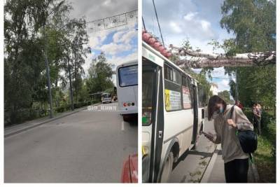 На автобус №23 на проспекте Кирова в Томске упала берёза