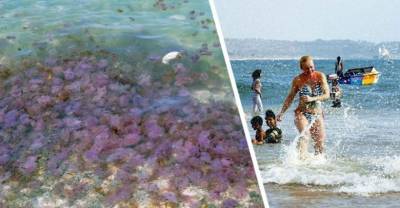На популярный у российских туристов курорт напали токсичные медузы
