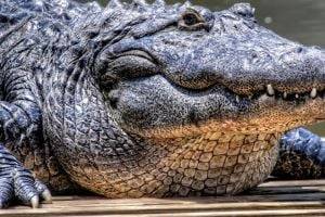 Есть ли у крокодилов естественные враги в природе