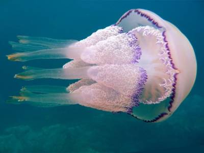 Стало известно, в чем польза от медуз