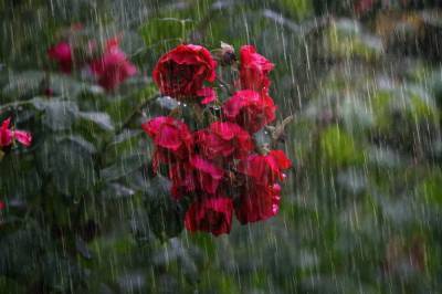 Похолодание и дожди придут в Липецкую область 16 июля