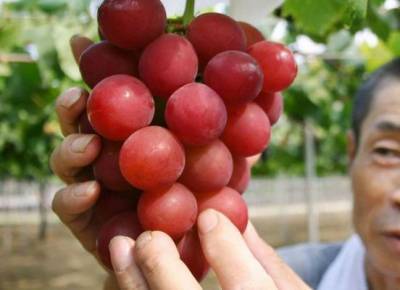 В Японии гроздь винограда продали за 12 тысяч 700 долларов