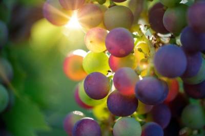 Гроздь редкого винограда продана на аукционе в Японии за $12,7 тыс.