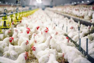 Ярославские птицефабрики увеличили поставки продукции в Китай в 2,5 раза