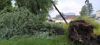 Во время грозы в Петрозаводске ветер выворотил деревья с корнями (ФОТО и ВИДЕО)