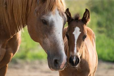 В Чучковском районе Рязанской области похитили лошадь с жеребенком