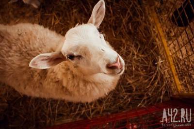 В Кузбассе поезд насмерть сбил более 20 овец