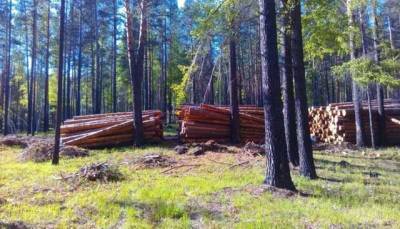 После выхода расследования о незаконных вырубках международный регулятор запретил продавать лес из Иркутской области