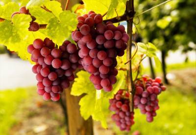 В Японии гроздь винограда продали на торгах за рекордные $12 тысяч