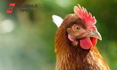 Карантин по птичьему гриппу введен в очередном районе Тюменской области
