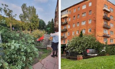 Гроза с ветром в Петрозаводске повалила десятки деревьев: одна девушка ждала помощи 2,5 часа