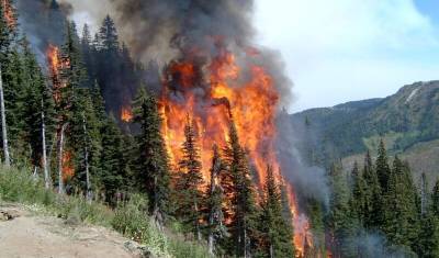 Свыше миллиона гектаров леса сгорело в Якутии