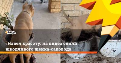 «Навел красоту: на видео сняли шкодливого щенка-садовода