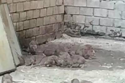Студенческое общежитие в Одессе заполонили сотни крыс: в сети показали видео