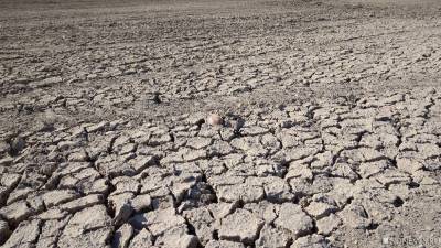 «Дай бог 50% собрать»: свердловские аграрии просят власти объявить ЧС из-за засухи